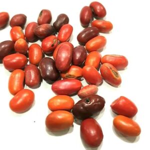 FAVA DE OGUM