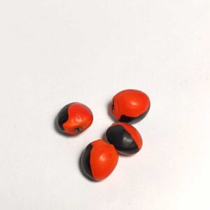 FAVA SEMENTE OLHO DE CABRA
