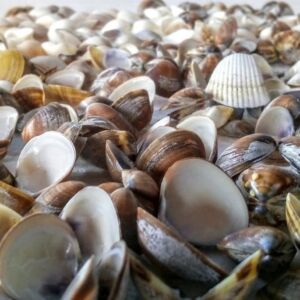 CONCHAS MARINHAS NATURAIS 50G