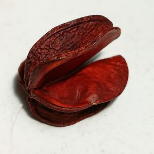 FAVA DE AMARRAÇÃO - 1 UNIDADE