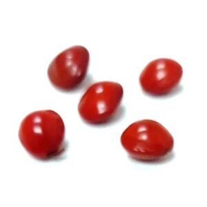 FAVA DA SORTE DE POMBA GIRA - 1 UNIDADE