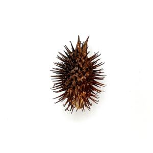 FAVA COMIGO NINGUÉM PODE - 1 UNIDADE