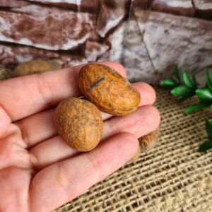 FAVA OROBÔ AFRICANO - 1 UNIDADE